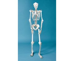 BUILD YOUR OWN HUMAN SKELETON 3