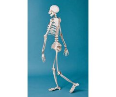 BUILD YOUR OWN HUMAN SKELETON 4