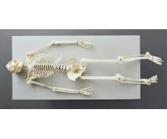 BUILD YOUR OWN HUMAN SKELETON 5