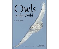OWLS IN THE WILD