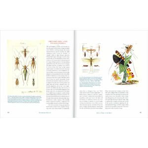 INNUMERABLE INSECTS. THE STORY OF THE MOST DIVERSE AND MYRIAD ANIMALS ON EARTH 3