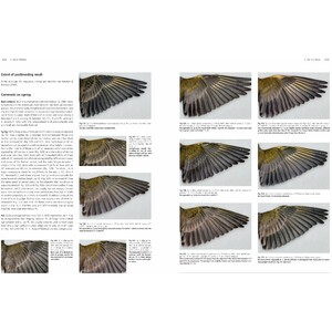 MOULT AND AGEING OF EUROPEAN PASSERINES 4