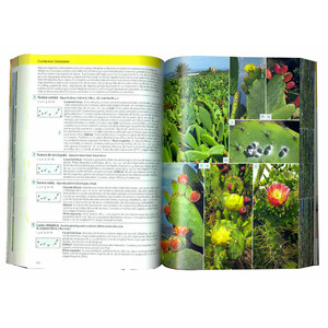 FLORA CANARIA. GUÍA DE IDENTIFICACIÓN 4