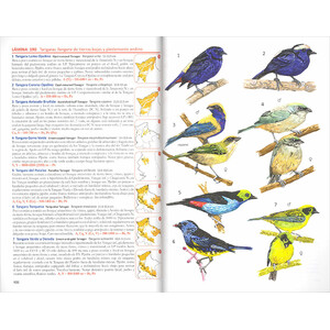 AVES DE BOLIVIA. GUIA DE CAMPO 4