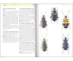 GUÍA DE LOS COLEÓPTEROS DE EUROPA 3