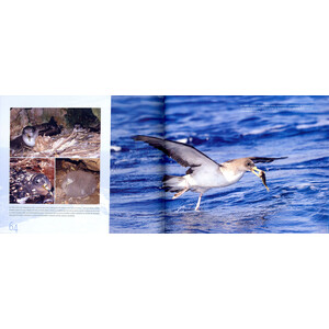 ENTRE ONES I PENYES. ELS AUCELLS MARINS PROTEGITS DE LES BALEARS/ ENTRE OLAS Y CANTILES. LAS AVES MARINAS PROTEGIDAS DE BALEARES 3