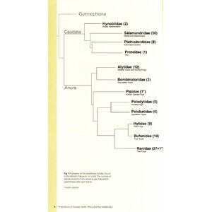 AMPHIBIANS OF EUROPE, NORTH AFRICA &AMP; THE MIDDLE EAST. A PHOTOGRAPHIC GUIDE 3
