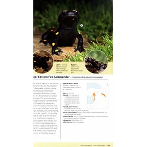 AMPHIBIANS OF EUROPE, NORTH AFRICA &AMP; THE MIDDLE EAST. A PHOTOGRAPHIC GUIDE 4