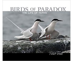 BIRDS OF PARADOX: THE LIFE OF TERNS