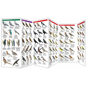 SWEDEN BIRDS. A FOLDING POCKET GUIDE TO FAMILIAR SPECIES 3