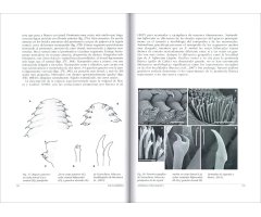 FAUNA IBÉRICA. VOL. 45 ANNELIDA POLYCHAETA V 3