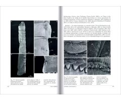 FAUNA IBÉRICA. VOL. 45 ANNELIDA POLYCHAETA V 4