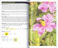 GUÍA DE CAMPO DE LAS ABEJAS DE ESPAÑA   3