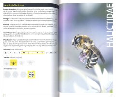 GUÍA DE CAMPO DE LAS ABEJAS DE ESPAÑA   4