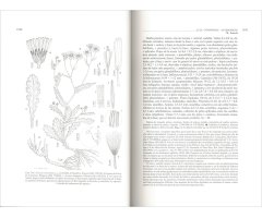 FLORA IBÉRICA. VOL. XVI (III) COMPOSITAE (PARTIM) 2