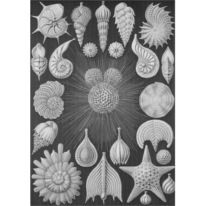 ART FORMS IN NATURE_1