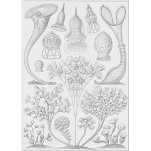 ART FORMS IN NATURE 3