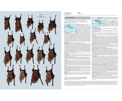 HANDBOOK OF THE MAMMALS OF THE WORLD. VOL. 9 BATS_1
