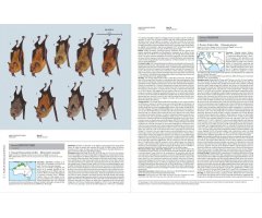 HANDBOOK OF THE MAMMALS OF THE WORLD. VOL. 9 BATS 4