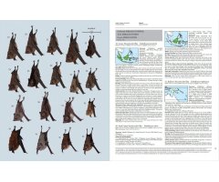 HANDBOOK OF THE MAMMALS OF THE WORLD. VOL. 9 BATS 5