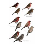 HELM FIELD GUIDES. BIRDS OF BHUTAN AND THE EASTERN HIMALAYAS 3
