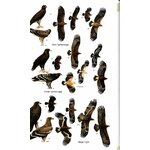 HELM FIELD GUIDES. BIRDS OF BHUTAN AND THE EASTERN HIMALAYAS 5