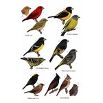 HELM FIELD GUIDES. BIRDS OF BHUTAN AND THE EASTERN HIMALAYAS 6