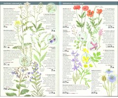 101 FLORS DE CAMP, DE MARGES I VORES DE CATALUNYA QUE CAL CONÈIXER. MINIGUIA DE CAMP                                                                   2