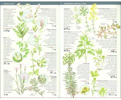 101 FLORS DE CAMP, DE MARGES I VORES DE CATALUNYA QUE CAL CONÈIXER. MINIGUIA DE CAMP                                                                   3