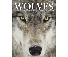 WOLVES STUNNING PHOTOGRAPHS OF NATURE'S HUNTERS IN THE WILD