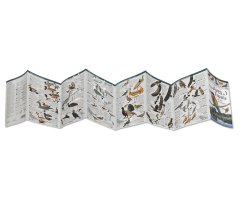 150 AVES DE ESPAÑA QUE HAY QUE CONOCER. MINIGUÍA DE CAMPO 2