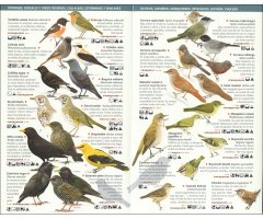 150 AVES DE ESPAÑA QUE HAY QUE CONOCER. MINIGUÍA DE CAMPO 3