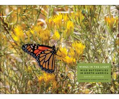 WINGS IN THE LIGHT. WILD BUTTERFLIES IN NORTH AMERICA