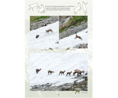 LE CHAMOIS. BIOLOGIE ET ÉCOLOGIE. ÉTUDES DANS LE MASSIF DES BAUGES 5