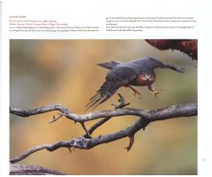 BIRD PHOTOGRAPHER OF THE YEAR. COLLECTION 4 4