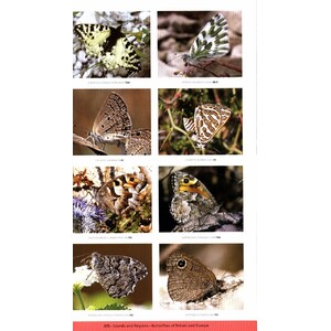 A NATURALIST'S GUIDE TO THE BUTTERFLIES OF BRITAIN AND NORTHERN EUROPE. 2 ED. 6