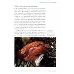 ROCKY SHORES 2