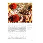 ROCKY SHORES 4