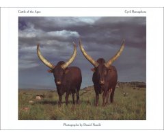 CATTLE OF THE AGES: ANKOLE CATTLE IN SOUTH AFRICA