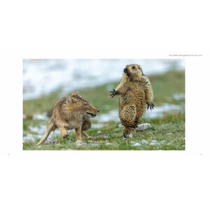 WILDLIFE PHOTOGRAPHER OF THE YEAR. PORTFOLIO 29 3