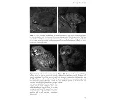 THE EAGLE OWL 4
