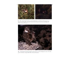 THE EAGLE OWL 7