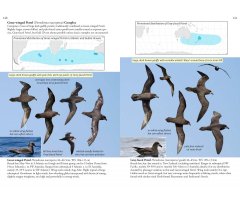 OCEANIC BIRDS OF THE WORLD_1