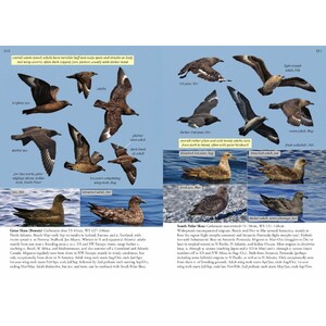 OCEANIC BIRDS OF THE WORLD 4