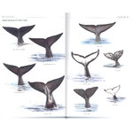 HANDBOOK OF WHALES, DOLPHINS AND PORPOISES 4