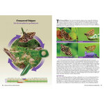 LIFE CYCLES OF BRITISH & IRISH BUTTERFLIES 2