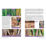 LIFE CYCLES OF BRITISH & IRISH BUTTERFLIES 4