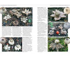 FUNGI OF TEMPERATE EUROPE. 2 VOLUME SET 3