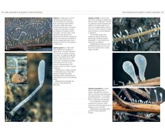 FUNGI OF TEMPERATE EUROPE. 2 VOLUME SET 4