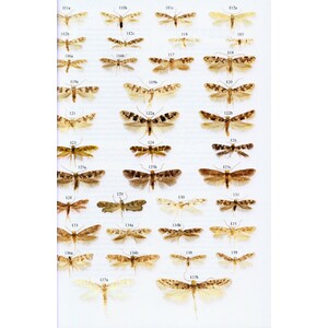 MICROLEPIDOPTERA OF EUROPE, VOLUME 7 TINEIDAE I (DRYADAULINAE, HAPSIFERINAE, EUPLOCAMINAE, SCARDIINAE, NEMAPOGONINAE AND MEESSIINAE) 3